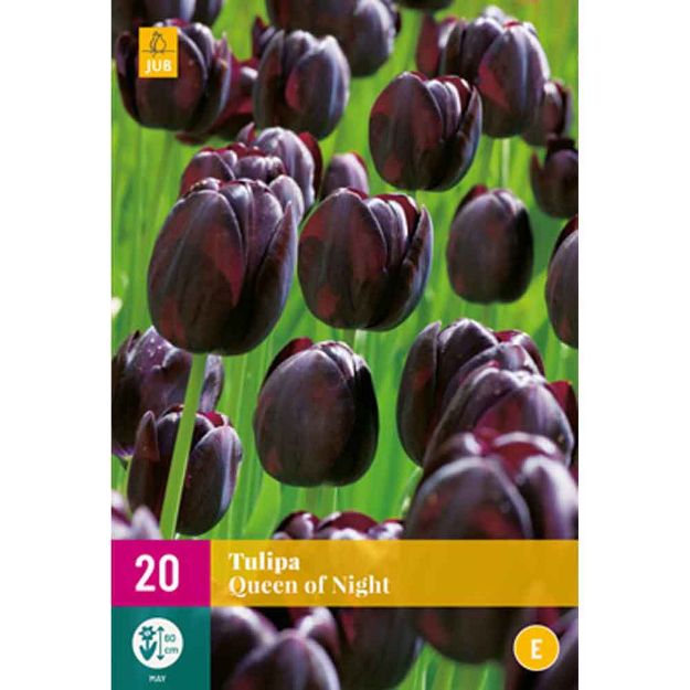 Image de 20 tulipes queen of night calibre : 11/12