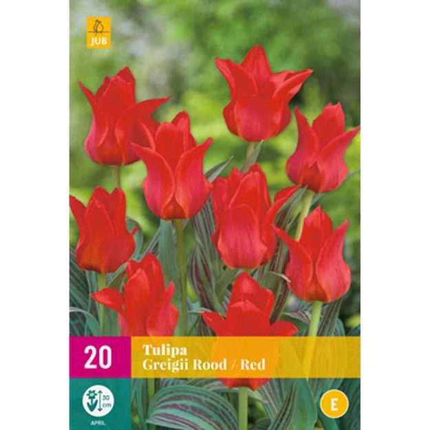 Image de 20 tulipes greigii rouges calibre : 11/12