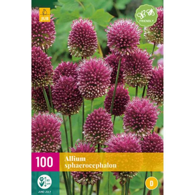 Image de 100 allium sphaerocephalon calibre : 5/6