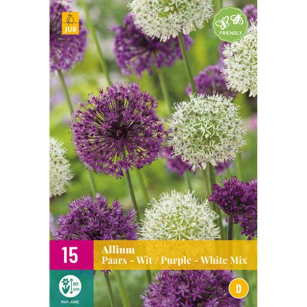 Image de 15 allium pourpre - blanc calibre : 10/12