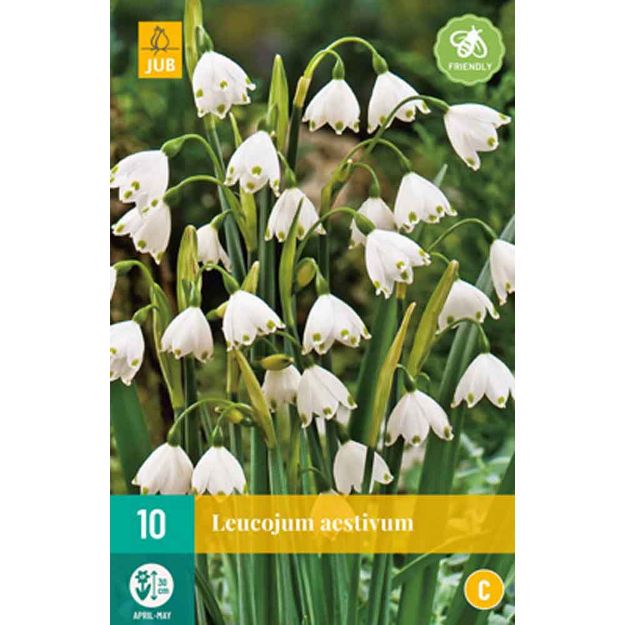 Image de 10 leucojum aestivum calibre : 8/9