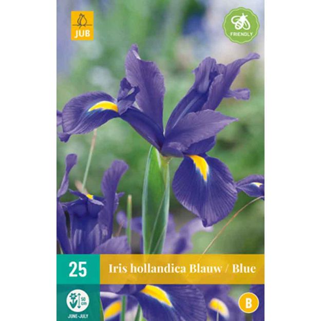 Image de 25 iris hollandica bleu calibre : 7/8