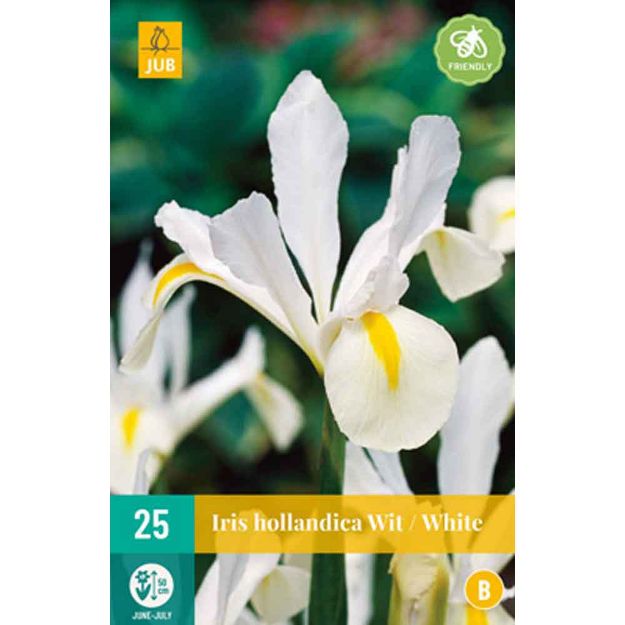 Image de 25 iris hollandica blanc calibre : 7/8