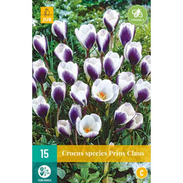 Image de 15 crocus prins claus calibre : 5/+