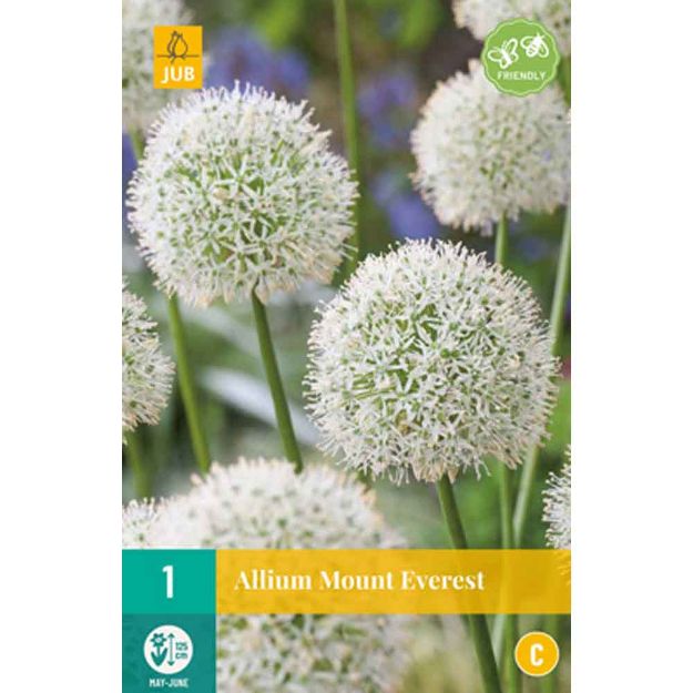 Image de 1 allium mount everest calibre : 20/+