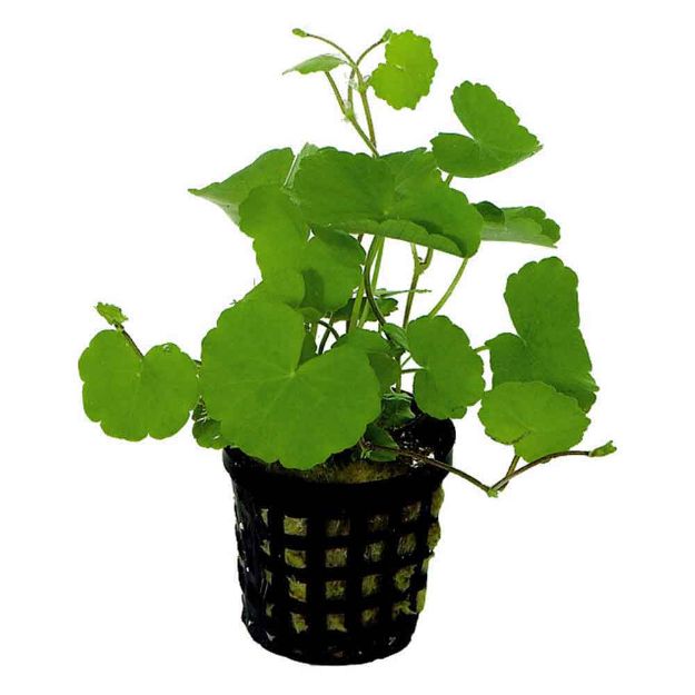 Image de Plante Hydrocotyle Leucocephala 5 Cm En Pot