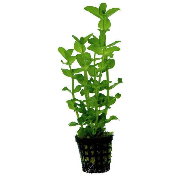 Image de Plante Bacopa Amplexicaulis 5 Cm En Pot