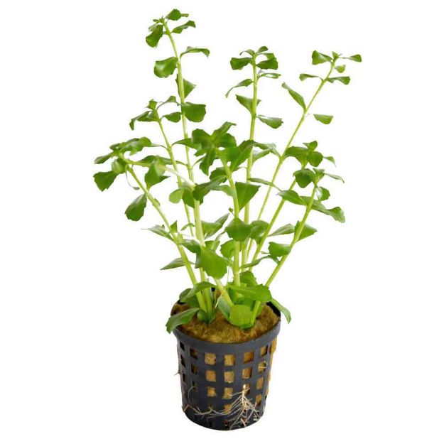 Image de Plante Bacopa Monerii 5 Cm En Pot