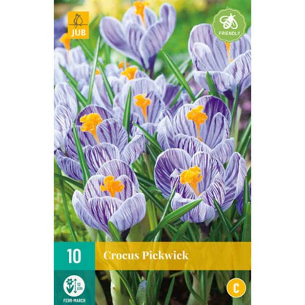 Image de 10 crocus pickwick calibre : 8/9