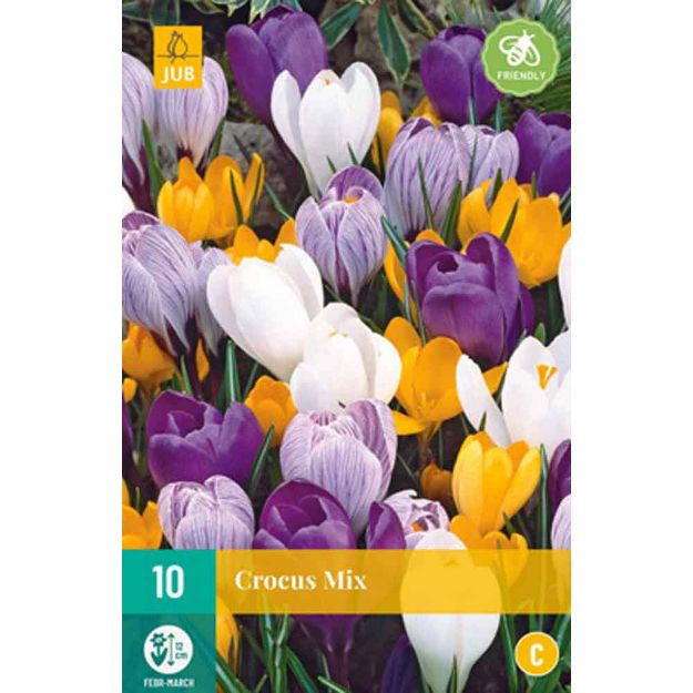 Image de 10 crocus grandes fleurs micalibre : 8/9