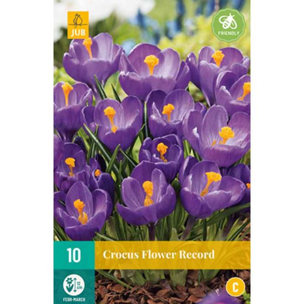 Image de 10 crocus flower record calibre : 8/9