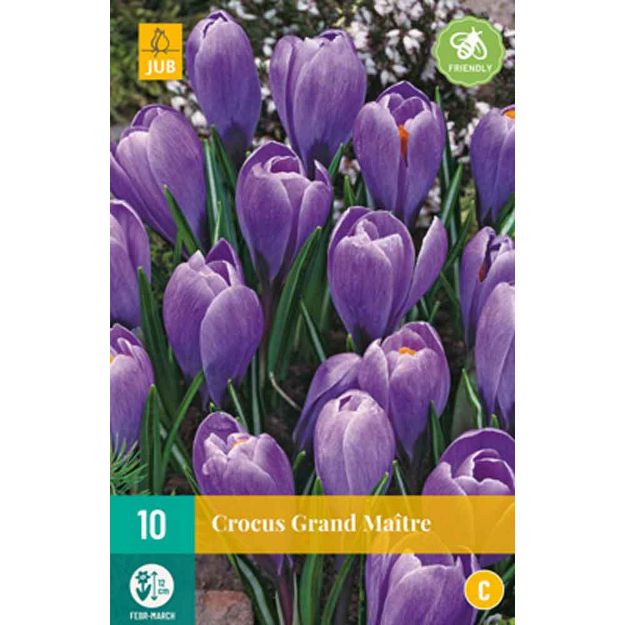 Image de 10 crocus grand maître calibre : 8/9