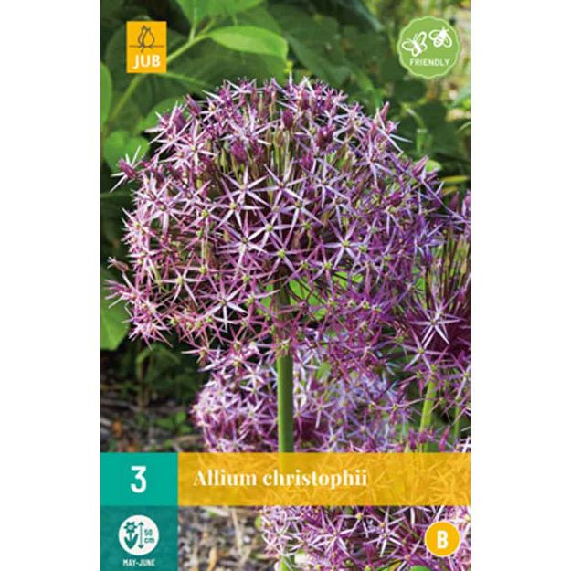 Image de 3 allium christophii calibre : 12/14