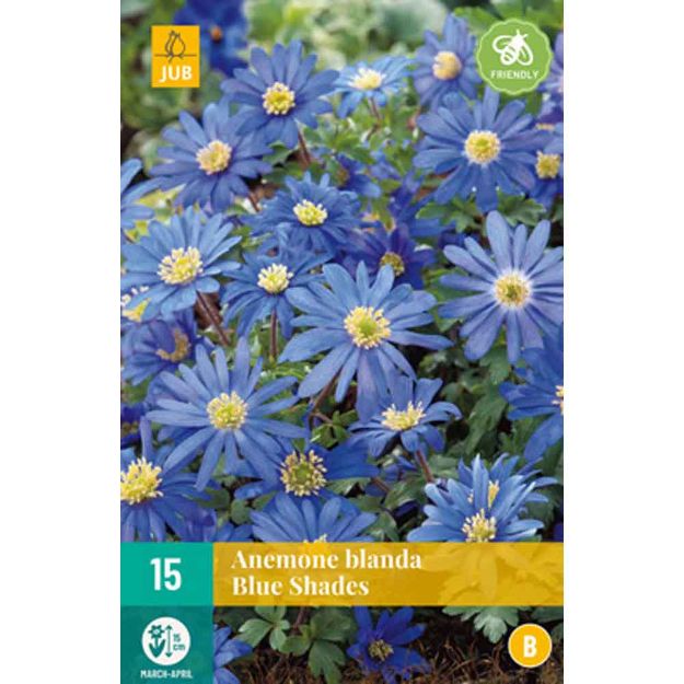 Image de 15 anemone bl. blue shades calibre : 5/+