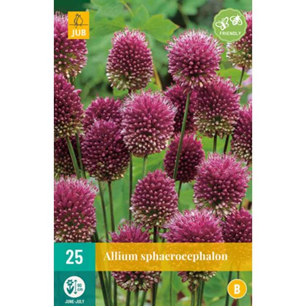 Image de 25 allium sphaerocephalon calibre : 5/6