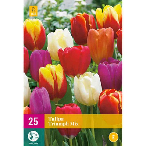 Image de 25 tulipes triomphe micalibre : 11/12e