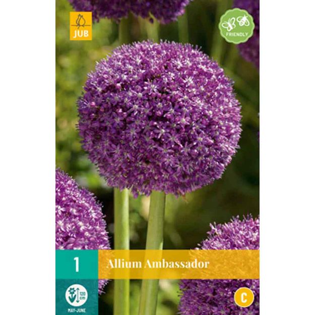 Image de 1 allium ambassador calibre : 18/20