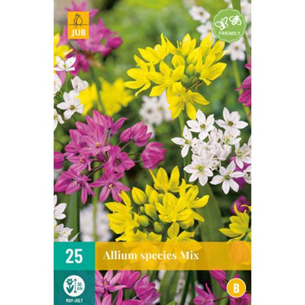 Image de 25 allium species micalibre : 4/5