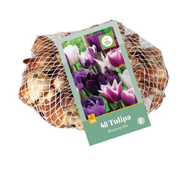 Image de 40 tulipes blueberry micalibre : 11/12