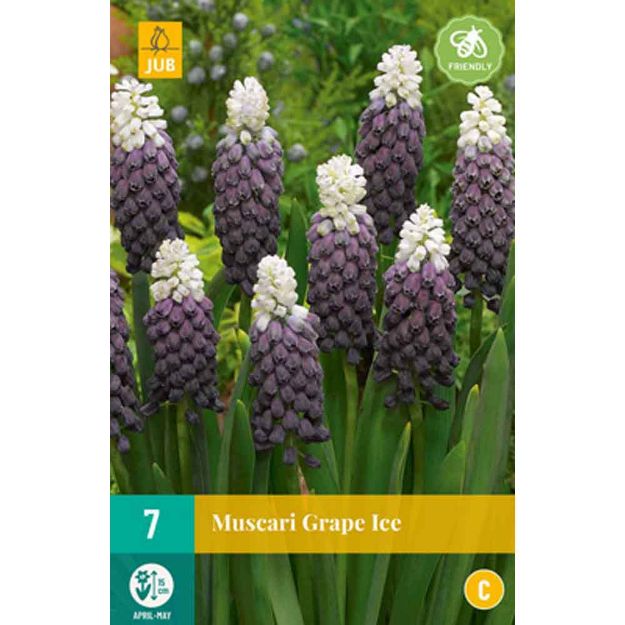 Image de 7 muscari grape ice calibre : 5/+