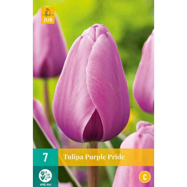 Image de 7 tulipes purple pride calibre : 11/12