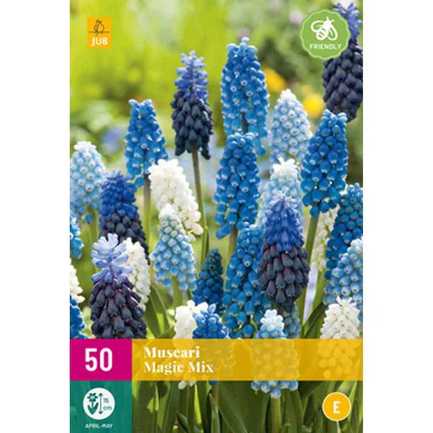 Image de 50 muscari magic micalibre : 7/8