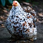 Image de Poule Bantam de Pékin normal ou frisé