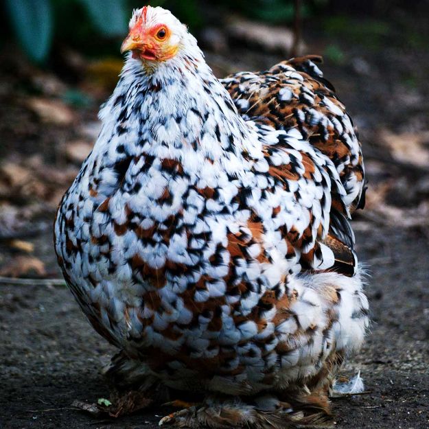 Image de Poule Bantam de Pékin normal ou frisé