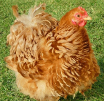 Image de Poule Bantam de Pékin normal ou frisé