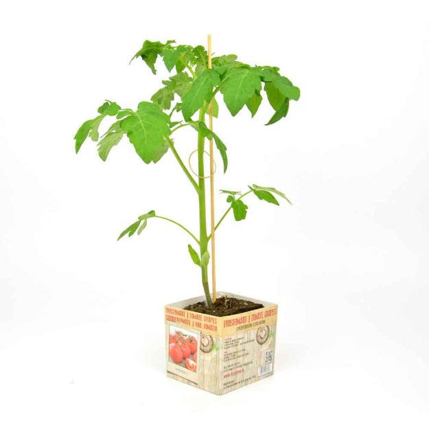 Image de Tomate grapes motte 10cm + boite