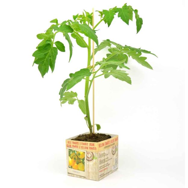 Image de Tomate jaune motte 10cm + boite