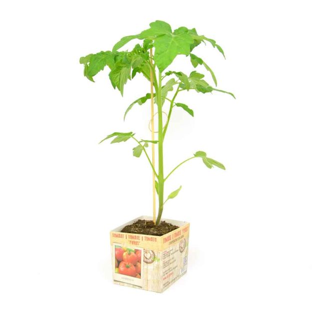 Image de Tomate Pyros motte 10cm + boite