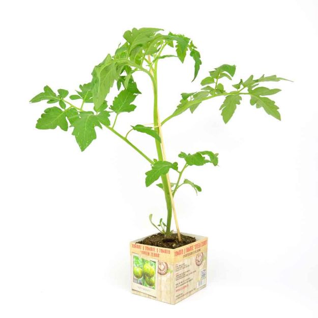 Image de Tomate Green Zebra motte 10cm + boite