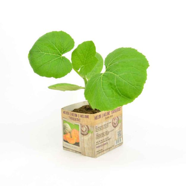 Image de Melon Charentais motte 10cm + boite