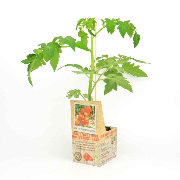 Image de Tomate roma greffée motte 10cm + boite