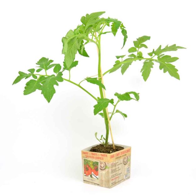 Image de Tomate Costoluto Genovese motte 10cm + boite