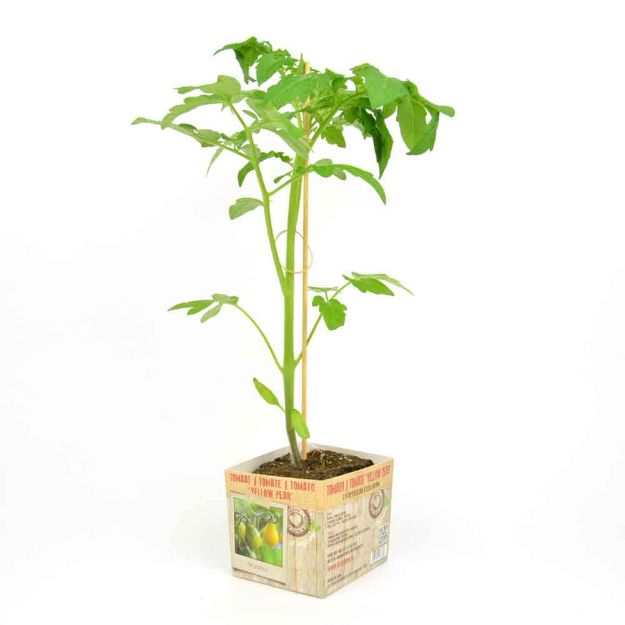 Image de Tomate Yellow Pear motte 10cm + boite