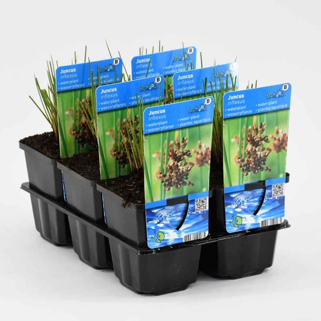 Image de Juncus inflexus Pot 9cm