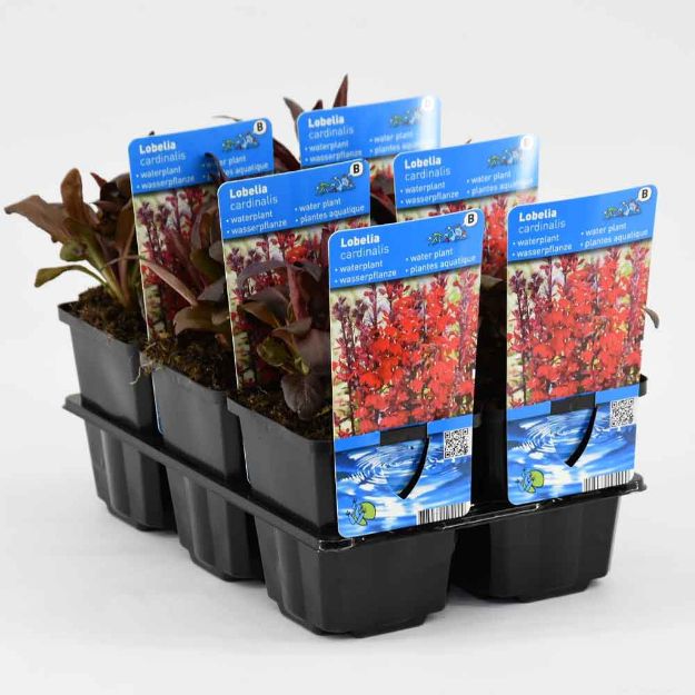 Image de Lobelia cardinalis Pot 9cm