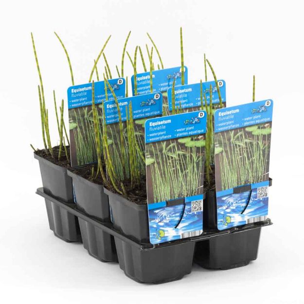 Image de Equisetum fluviatile Pot 9cm