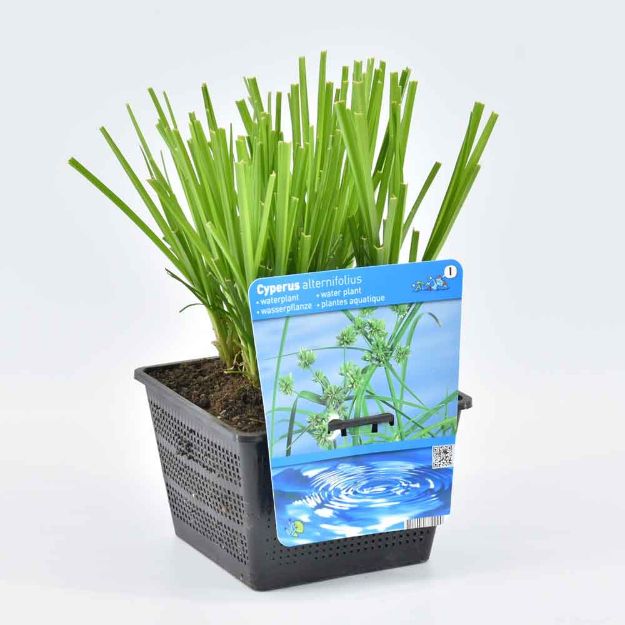 Image de Cyperus alternifolius Pot 18cm