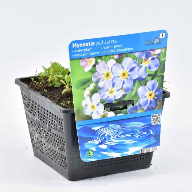 Image de Myosotis palustris Pot 18cm