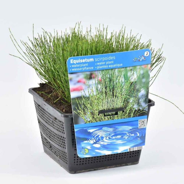 Image de Equisetum scirpoides Pot 18cm