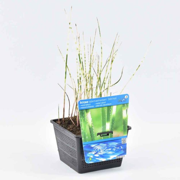 Image de Scirpus tabermont 'Zebrinus' Pot 18cm