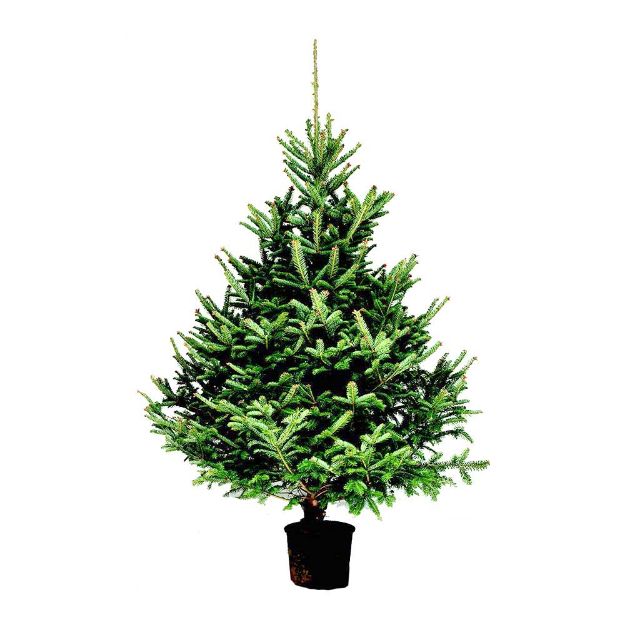 Image de Sapin naturel Abies Fraseri 100-125cm en pot