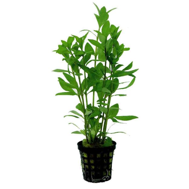 Image de Plante Hygrophila Polysperma 5 Cm En Pot