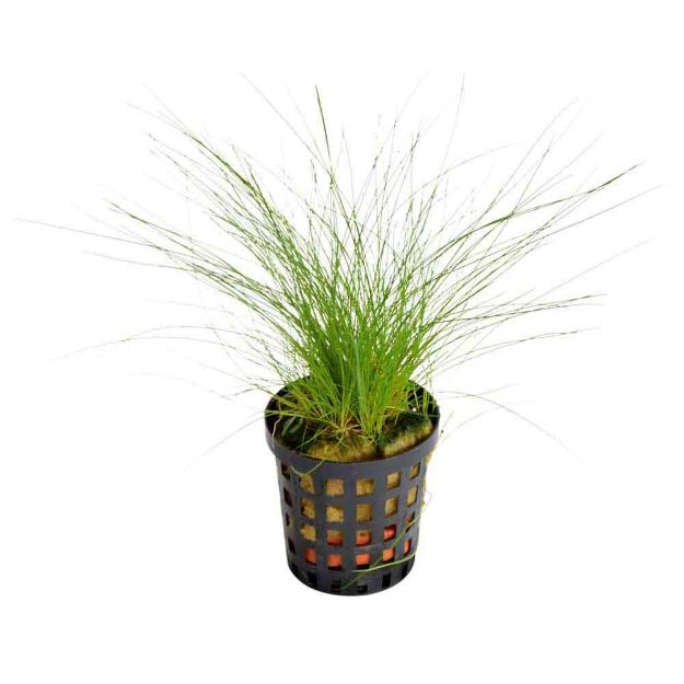 Image de Plante Eleocharis Acicularis 5 Cm En Pot