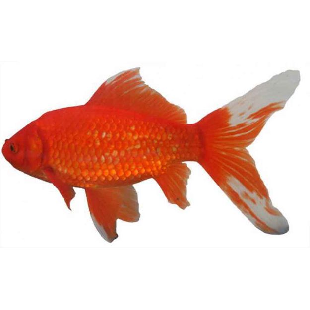 Image de Poisson comet rouge 7/10 cm