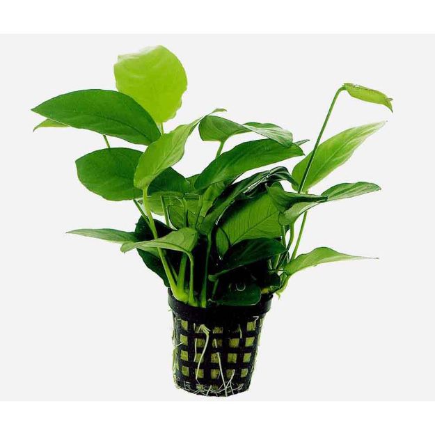 Image de Plante Anubias Nana 5 Cm En Pot