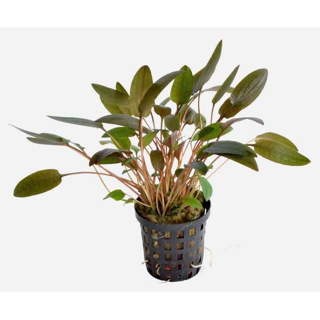 Image de Plante Cryptocoryne Wendtii Marron 5 Cm En Pot